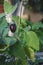 Organic home growing Eggplant ripening, species Solanum melongena