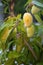 Organic home growing ripping mango fruits, a flowering plant of the genus Mangifera, cultivated worldwide for their edible fruit