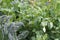 Organic homegrown gardening with kale cabbage, tomato and various vegetables