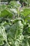 Organic homegrown vegetable garden with spinach, tomato, city background