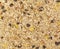 Organic homemade Granola cereal. Texture oatmeal granola or muesli as background. Top view or flat-lay.