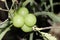 Organic Hybrid Fresh Green Vitamin Nutrient Amla Fruit Bunch Hanging From Tree Branch
