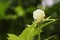 Organic hybrid thai variety okra vegetable flower grows on the okra plant in the ladyfinger field