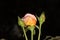 Organic Hybrid White Orange Flower Blooming Rose Garden
