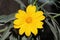 Organic Hybrid Yellow Flower of Wild Sunflower Blooming Garden