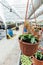 Organic hydroponic ornamental plants cultivation nursery farm. Large modern hothouse or greenhouse