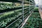 Organic hydroponic ornamental plants cultivation nursery farm. Large modern hothouse or greenhouse
