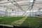 Organic hydroponic ornamental plants cultivation nursery farm. Large modern hothouse or greenhouse, farming growing seedings