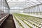 Organic hydroponic vegetable cultivation farm at countryside, jordan valley.