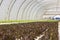 Organic hydroponic vegetable cultivation farm at countryside, jordan valley.