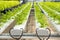 Organic hydroponic vegetable cultivation farm,cultivation hydroponic green vegetable,coriander