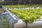 Organic Hydroponic vegetable farm