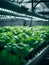 organic hydroponic vegetable farm in agriculture farm, Ai Generated