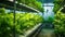 Organic hydroponic vegetable garden inside a warehouse. Salad vegetables. Soilless culture of vegetables. Plant factory. Lettuce