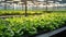 Organic hydroponic vegetable garden inside a warehouse. Salad vegetables. Soilless culture of vegetables. Plant factory. Lettuce