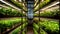 Organic hydroponic vegetable garden inside a warehouse. Salad vegetables. Soilless culture of vegetables. Plant factory. Lettuce