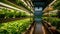 Organic hydroponic vegetable garden inside a warehouse. Salad vegetables. Soilless culture of vegetables. Plant factory. Lettuce