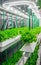 Organic hydroponic vegetable grow with LED Light Indoor farm. Agriculture Technology. Soilless culture of vegetables