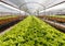 Organic hydroponics lettuce cultivation farm.