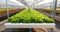 Organic hydroponics lettuce cultivation farm.