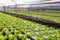 Organic hydroponics lettuce cultivation farm.