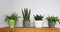 Organic indoor plant in living room on the table Stylish composition of home garden green industrial interior. Urban jungle interi