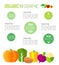 Organic infographic fresh vegetables illustration