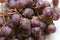 Organic italian ripe red globe grape close up