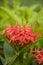 Organic Ixora Flower in the Garden