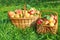 Organic juicy apples in basket. Harvesting in orchard .