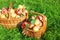 Organic juicy apples in basket. Harvesting in orchard .