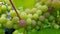 Organic juicy grape bunch closeup