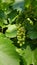 Organic juicy green grapes closeup