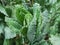 Organic kale  Italian kale, Tuscan kale, lacinato,dinosaur kale