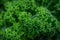 Organic kale with water droplets in closeup