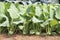 Organic kohlrabi growing in green house