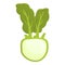 Organic kohlrabi icon cartoon vector. Natural plant