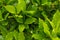 Organic laurel tree with bay leaves in garden