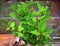 Organic laurel tree with bay leaves. Laurus nobilis