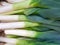 Organic Leek background. Raw green leeks