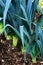 Organic leeks growing on compost soil home gardening