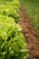 Organic lettuce growing in a row