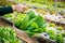 Organic lettuce in wood wicker basket with vegetable garden blurred background