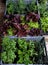 Organic lettuces and herbs in pots packed in plastic crates for