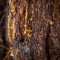 Organic life concept: leaking bright yellow drops of pine tar, resin, on dark tree bark background on a sunny summer day