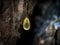 Organic life concept: leaking bright yellow drops of pine tar, resin, with a spider web on a dark tree bark background, sunny summ