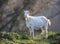 Organic livestock breeding of Saanen goat in nature