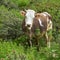 Organic livestock farming with cow