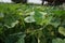 Organic local pumking farmland from Chitwan Nepal