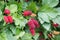 Organic loganberries ripening on loganberry bush